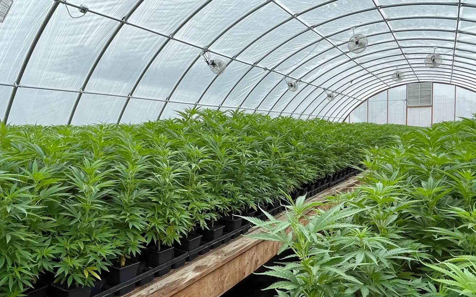 Rows of young hemp plants growing inside the Paradise Farms greenhouse