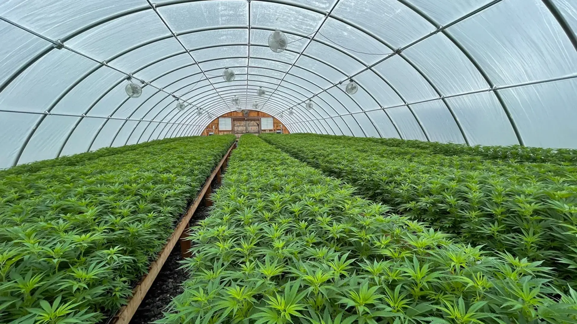 Hemp plants growing in rows inside the Paradise Farms greenhouse